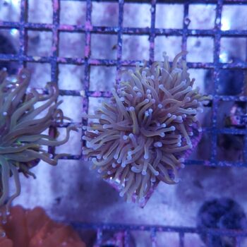 Euphyllia glabrescens N29