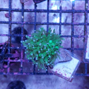 Euphyllia glabrescens M40