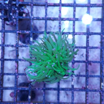 Euphyllia glabrescens A535