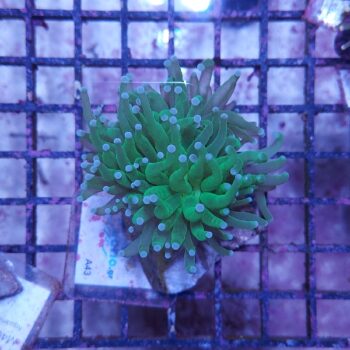 Euphyllia glabrescens A43