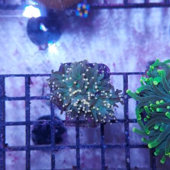 Euphyllia glabrescens C16