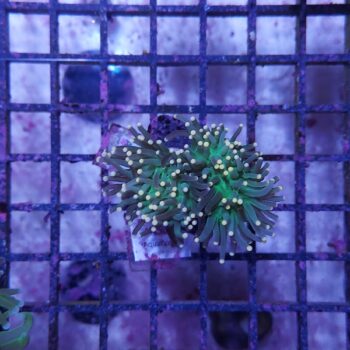 Euphyllia glabrescens A536