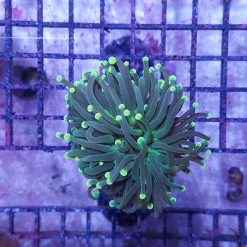 Euphyllia glabrescens N58