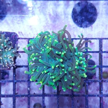 Euphyllia glabrescens B585