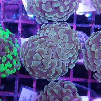 Euphyllia paraancora N23