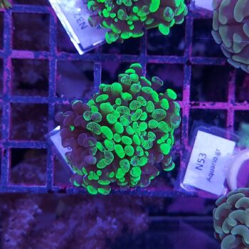 Euphyllia paraancora N18