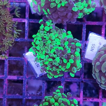 Euphyllia paraancora N32