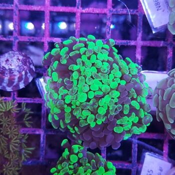 Euphyllia paraancora N11