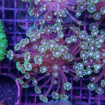 Alveopora spongiosa D83