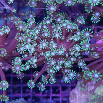 Alveopora spongiosa A569