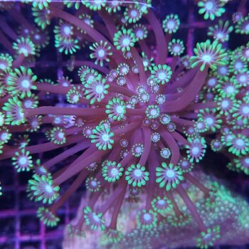 Alveopora spongiosa B564