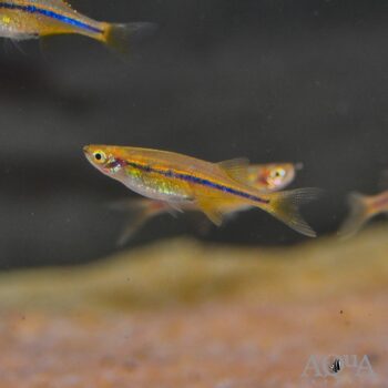 Neochela dadiburjori- Dadio Orange Chela