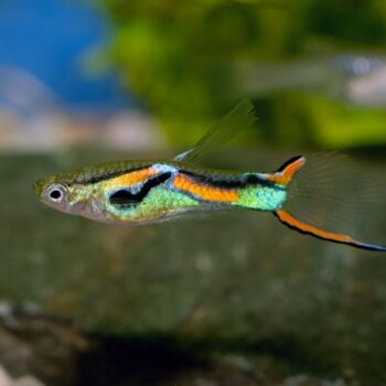 Poecilia wingei- Endler Yellow Miracle Guppy Male 2-2.5cm