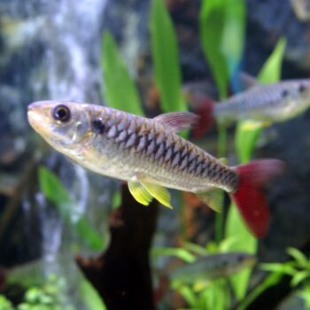 Chalceus macrolepidotus- Pinktail Characin 5cm