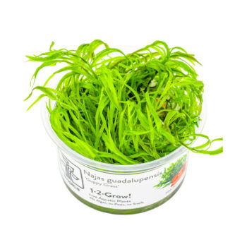 Tropica Najas guadalupensis Guppy Grass 1-2 Grow
