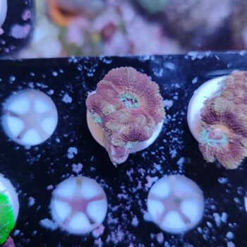 Acanthastrea lordhowensis 3