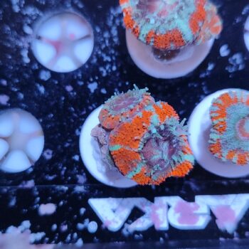 Acanthastrea lordhowensis 29