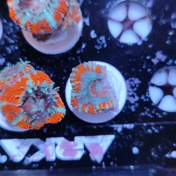 Acanthastrea lordhowensis 30