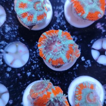 Acanthastrea lordhowensis 17