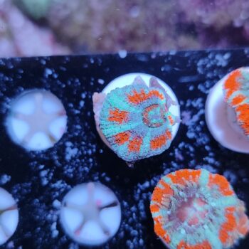 Acanthastrea lordhowensis 31