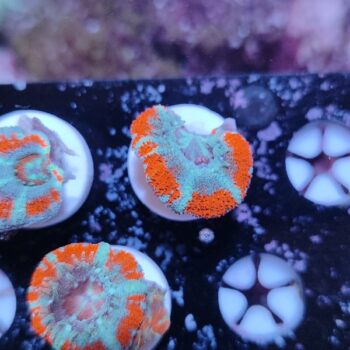 Acanthastrea lordhowensis 32