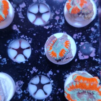 Acanthastrea lordhowensis 34