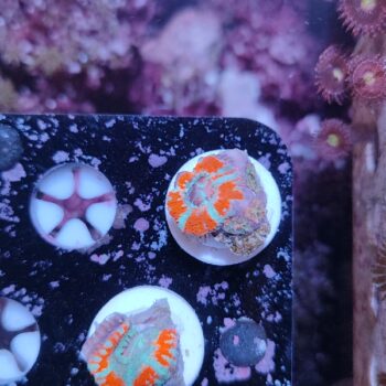 Acanthastrea lordhowensis 43