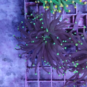 Euphyllia glabrescens M45