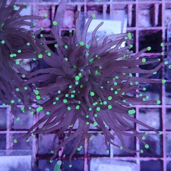 Euphyllia glabrescens M49