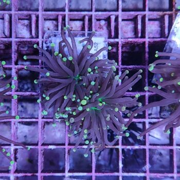 Euphyllia glabrescens A52