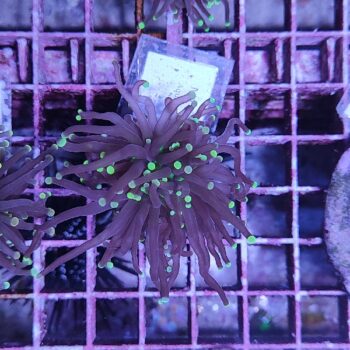 Euphyllia glabrescens M14