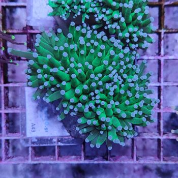 Euphyllia glabrescens N43