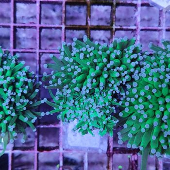 Euphyllia glabrescens N33