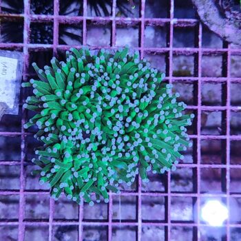 Euphyllia glabrescens A87