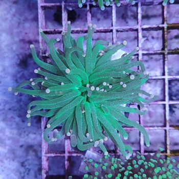 Euphyllia glabrescens N99