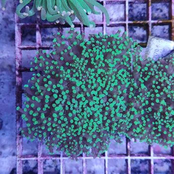 Euphyllia paradivisa N90