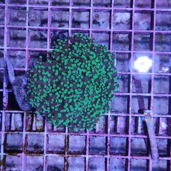 Euphyllia paradivisa N74