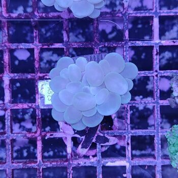 Plerogyra simplex A573