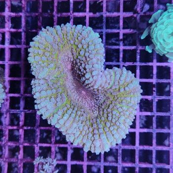 Lobophyllia A13 (46912)