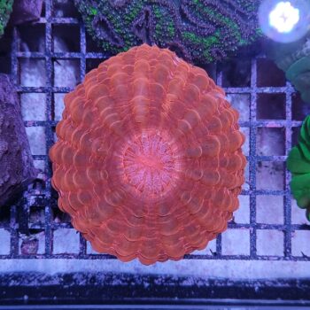 Cynarina lacrymalis (47211)