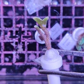 Montipora Bubble Gum 48