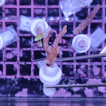 Montipora Bubble Gum B556