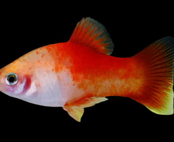 Xiphophorus maculatus - Platy Apple 3.5-4cm