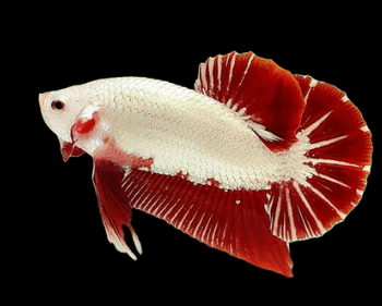 Betta splendens- Betta Halfmoon Plakat Red Dragon 3.5-4cm