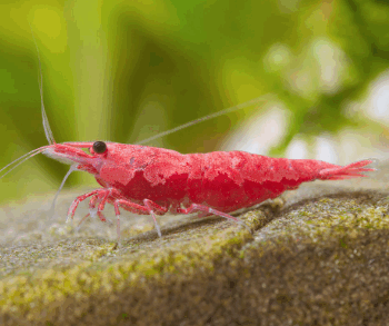 Neocaridina heteropoda- Red Sakura Shrimp