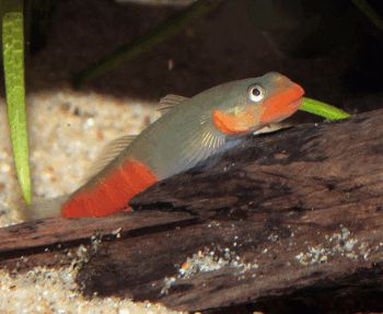 Stiphodon sp - Red Goby