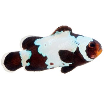 Amphiprion Ocellaris - Black Premium Snowflake