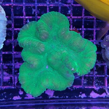 Lobophyllia A81 (46822)