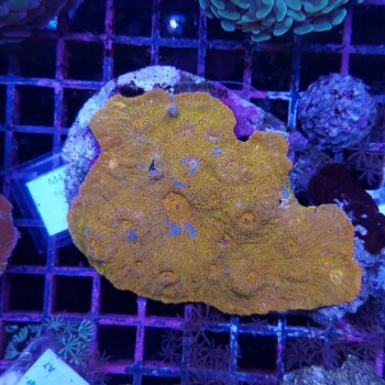 Echinophyllia M43 (46888)