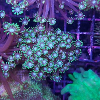 Alveopora spongiosa B595